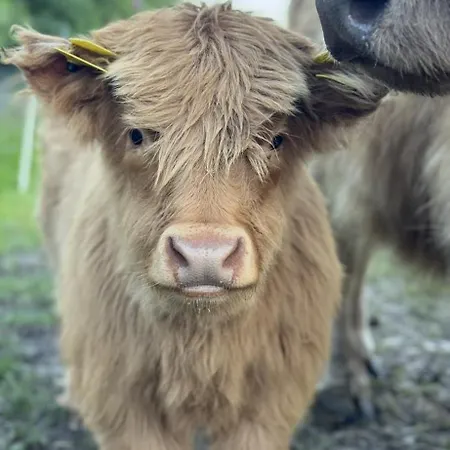 Glampingtelt Telt I Naturens Hjerte