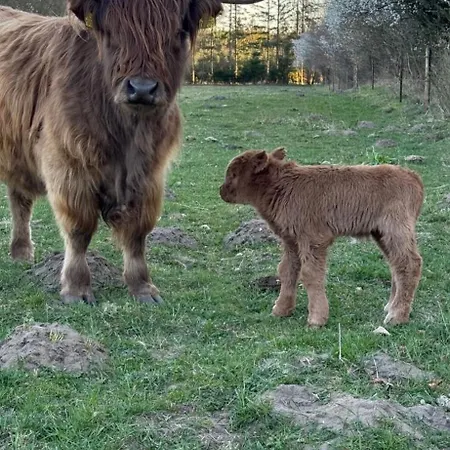 Glampingtelt Telt I Naturens Hjerte Luxury tent Bryrup