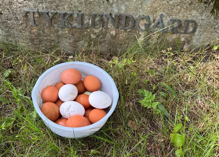 Glampingtelt Telt I Naturens Hjerte *